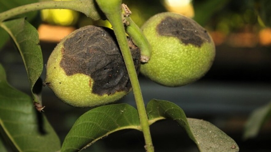 Kako sprečiti crnu pegavost oraha koja pričinjava velike štete?