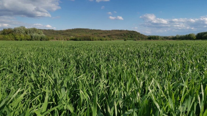 Obavezna zaštita lista zastavičara - najvažnijeg za prinos