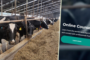 Kravlji nutricionizam: Besplatni online časovi o ishrani muzara