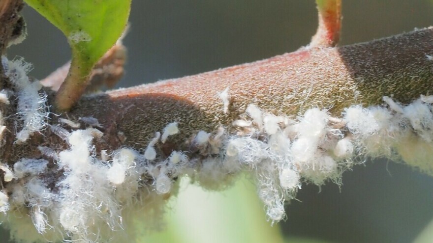 Sada redukujte prezimljujuće forme krvave vaši jabuke, sledeći tretman u proleće