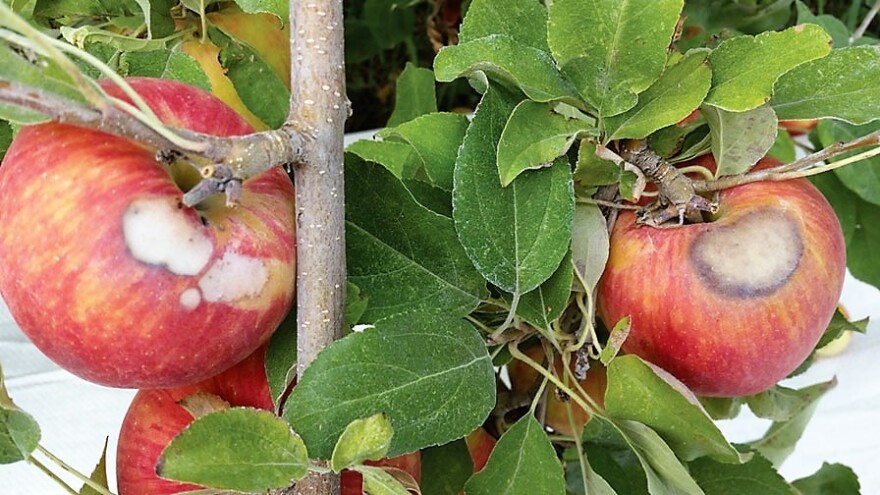 Kako sprečiti sunčeve ožegotine na voćkama?