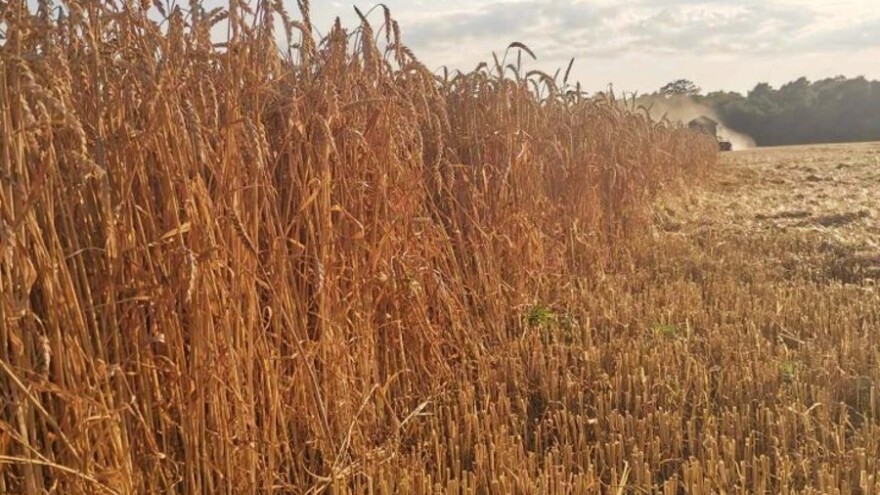 Kakav je kvalitet ovogodišnjeg roda posavske pšenice?