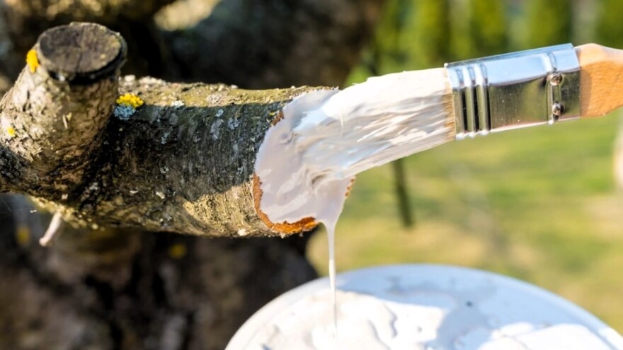 Kako da zaliječite rane na oštećenim voćkama?