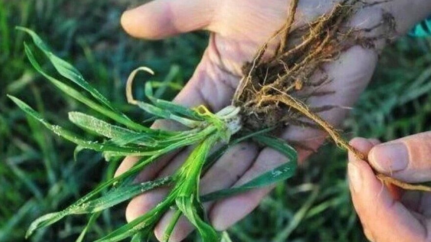 Kada i kako se pšenica ukorjenjava, bokori i vlata?