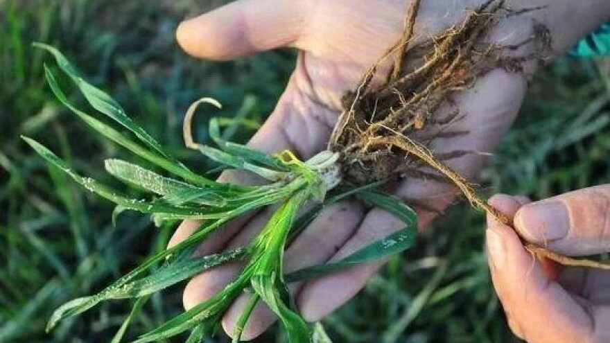 Kada i kako se pšenica ukorenjava, bokori i vlata?