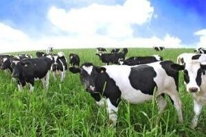 Poziv na predstavljanje zadružne mljekare iz Austrije