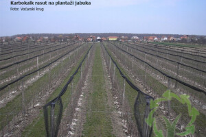 Kalcifikacija plantažnih nasada jabuka
