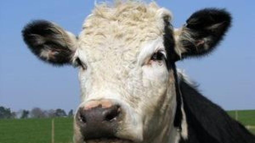 Ulazak u EU donosi otkup druge klase mlijeka