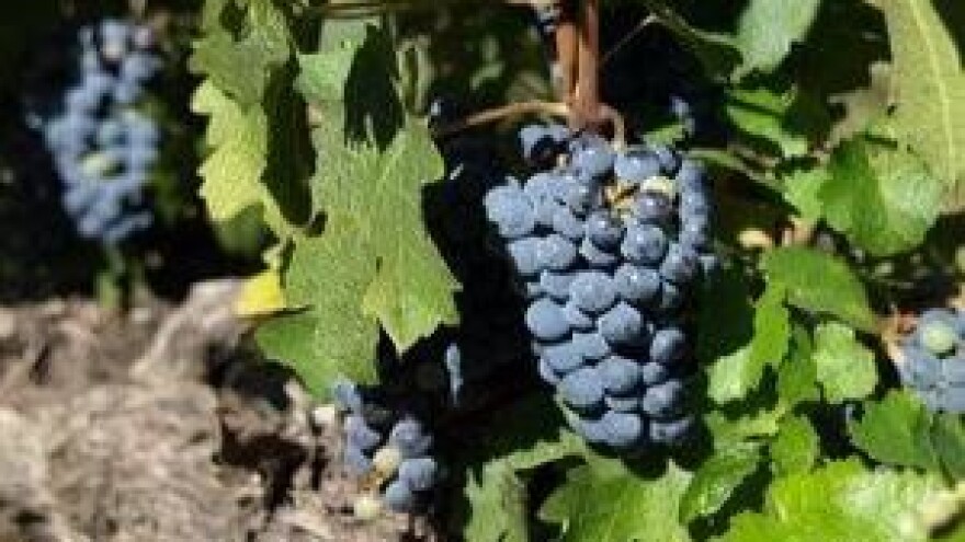 Zaštita hrvatskih vinara