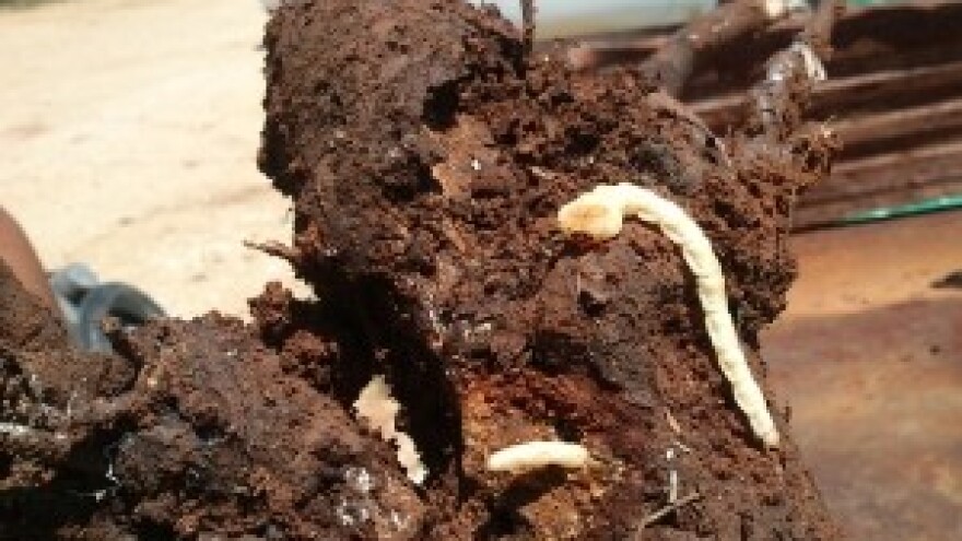 Žilogriz pustoši voćnjake!