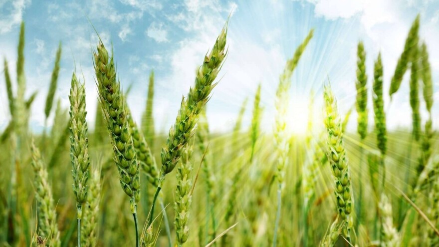 Repica je riješena, u tijeku je ugovaranje sjetve ozimog ječma i pšenice