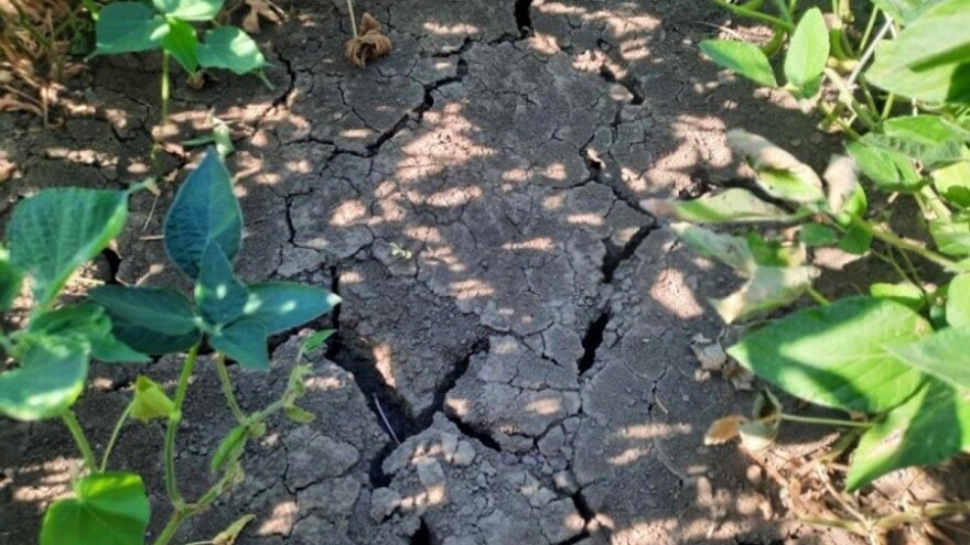 Poljoprivrednici s razlogom brinu: Jare kulture stradale, kiše nema ni na jesen