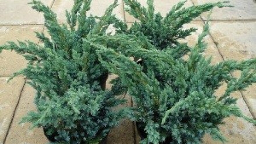 Ukrasno bilje obitelji Tonković