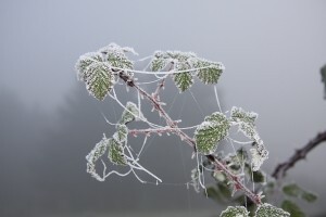 Zaštitnik bilja od mraza u voćarstvu i povrtlarstvu - Natural Plant Antifrost