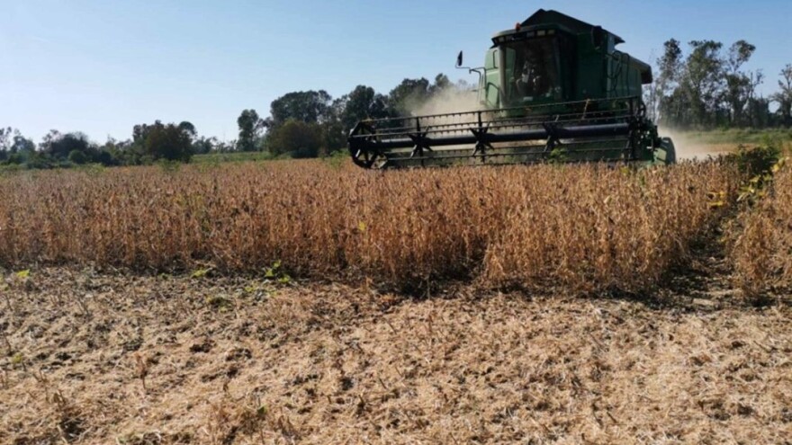 Počela žetva soje i suncokreta - koliko su prinosi?