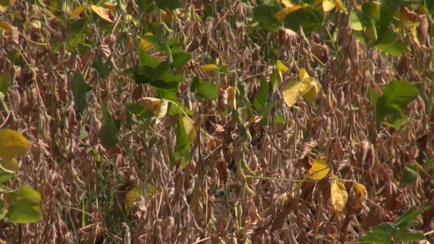 Loš prinos soje - do 500 kg po jutru
