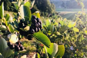 Ručno kultivirali zapuštenu zemlju, a danas uživaju u urodu i blagodatima aronije