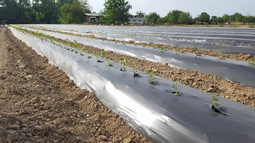 Ivan Šimunić uspješno proizvodi batat, a mladima poručuje da se probaju baviti poljoprivredom jer, najlakše je otići u Njemačku