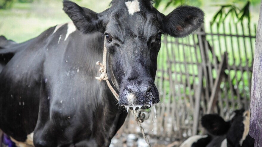 Slinavka i šap u Hrvatskoj? Resorno ministarstvo negira pojavu zaraze