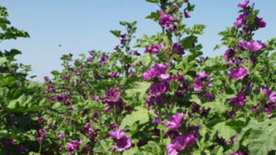 Uzgoj i berba crnog sljeza