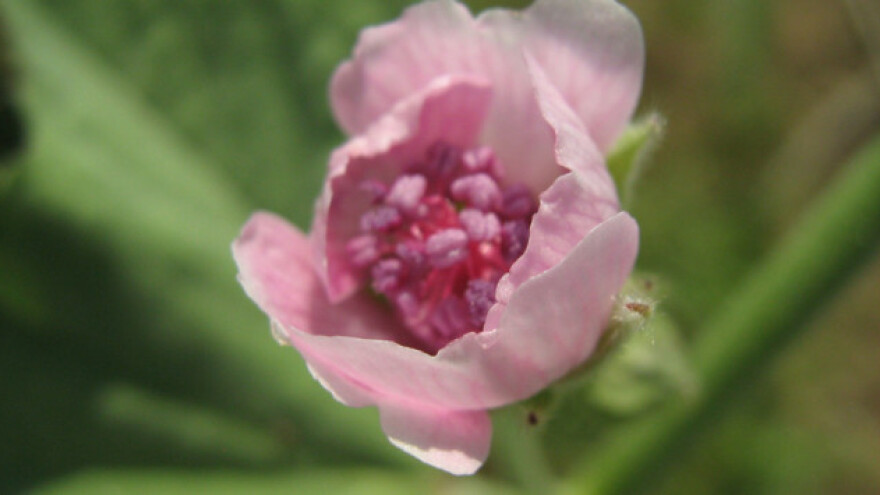 Beli slez - prirodni lek, ali i đubrivo