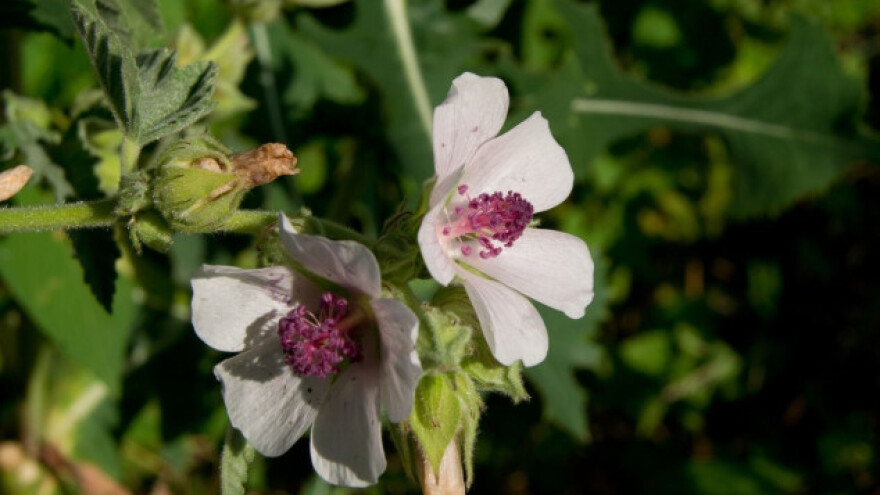 Bijeli sljez - prirodni lijek, ali i gnojivo!