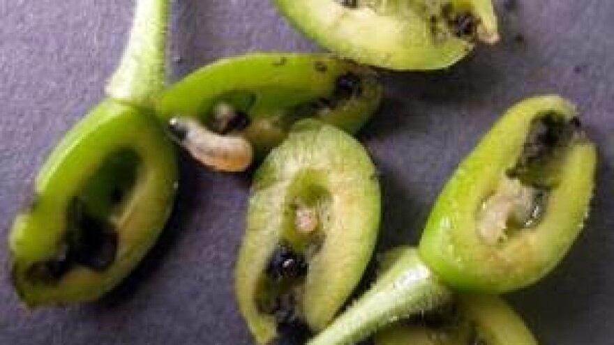 "Berba" još u zametku