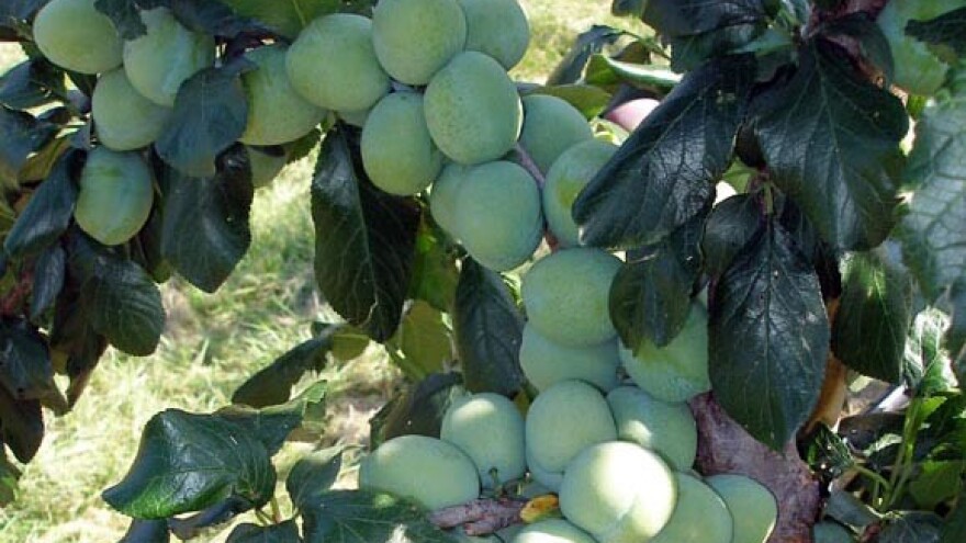 Osica poharala nezaštićene šljivike