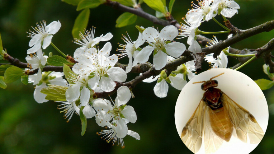 Slijedi napad šljivine osice – kako je suzbiti?