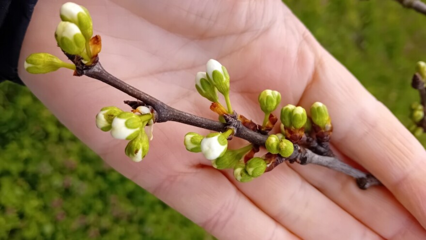 Zaštitite šljivu pre nego što monilija uzme maha