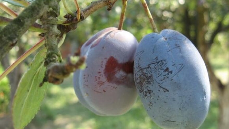 Stupio na snagu Zakon o trošarinama