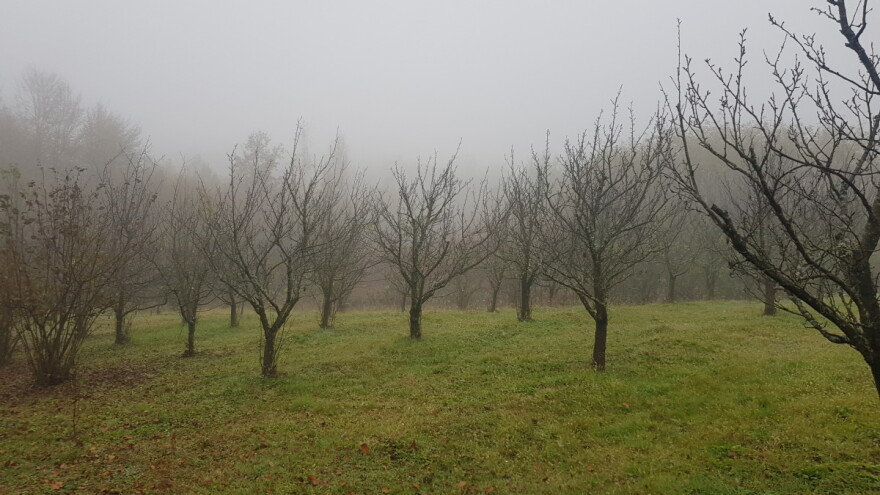 Šta je sve potrebno obaviti za prelazak na organski uzgoj voća?