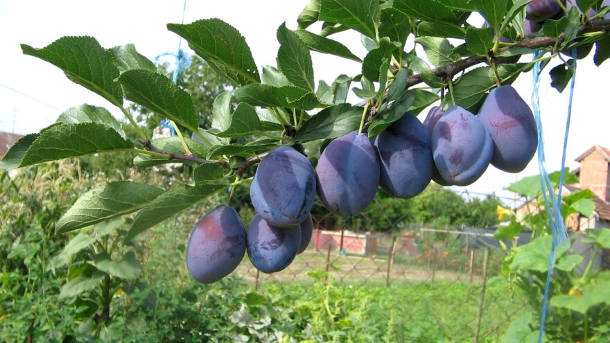 Nepoznata otkupna cena šljive - gde i za koje novce je proizvođači prodaju?