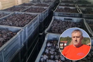 Suva šljiva može da "čeka" bolja vremena