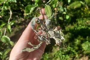 Kiša i grad ugrozili su voćke, povrće i vinovu lozu - čime tretirati?