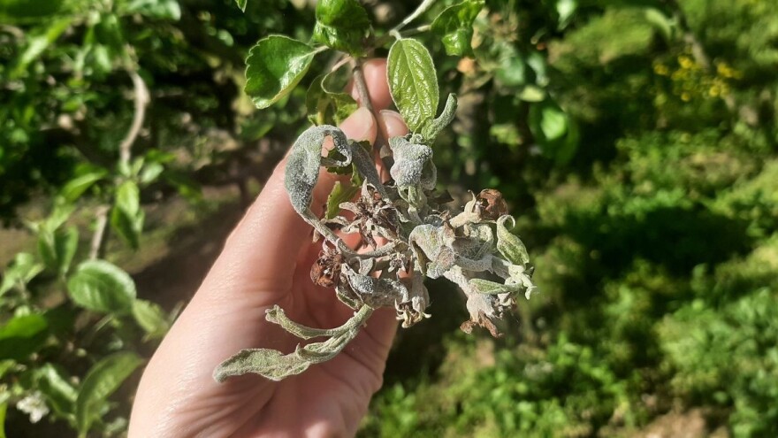 Kiša i grad ugrozili voćke, povrće i vinovu lozu - čime tretirati?