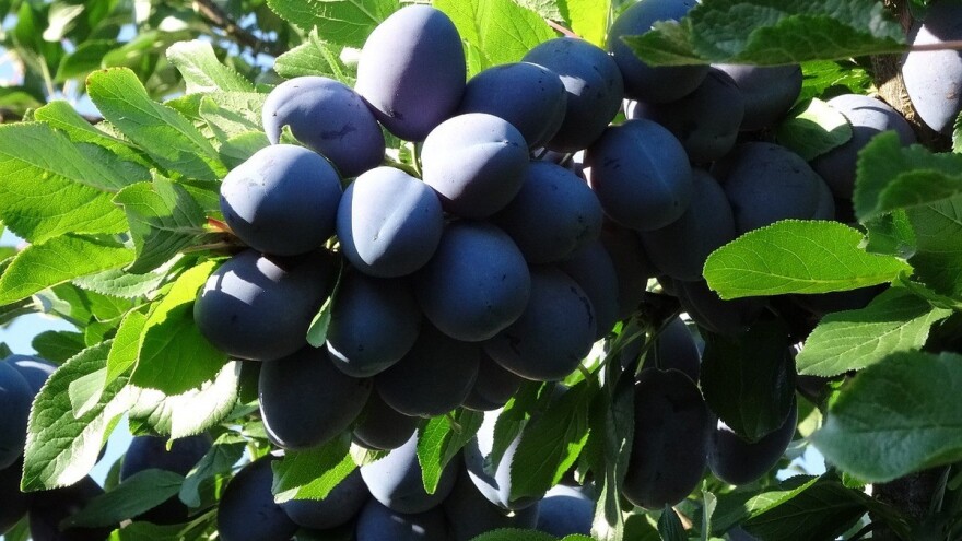 Majevička šljiva bogato rodila, a voćari je nemaju kome prodati