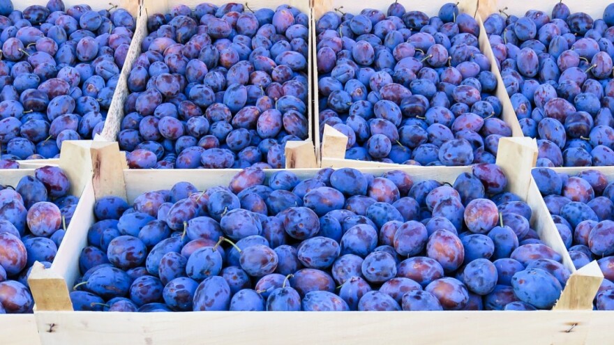 Nijemci neće bh šljivu jer ne zadovoljava standarde?