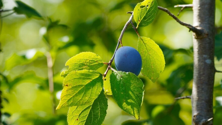 Otkupna cijena za šljive do 30 pfeninga i još će padati - nije za ništa osim za rakiju