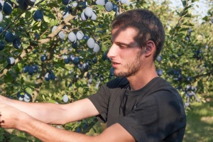 Šljiva se u majevičku regiju vraća na velika vrata? Voćari, udružite se!