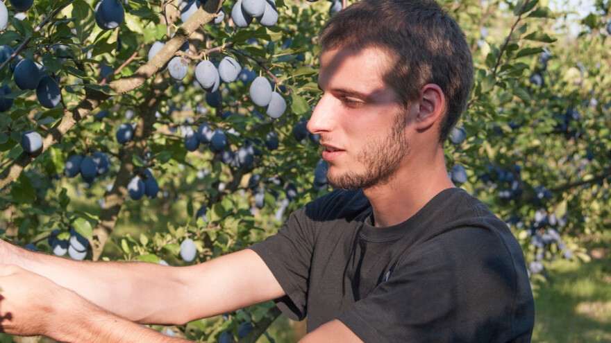 Šljiva se u majevičku regiju vraća na velika vrata? Voćari, udružite se!