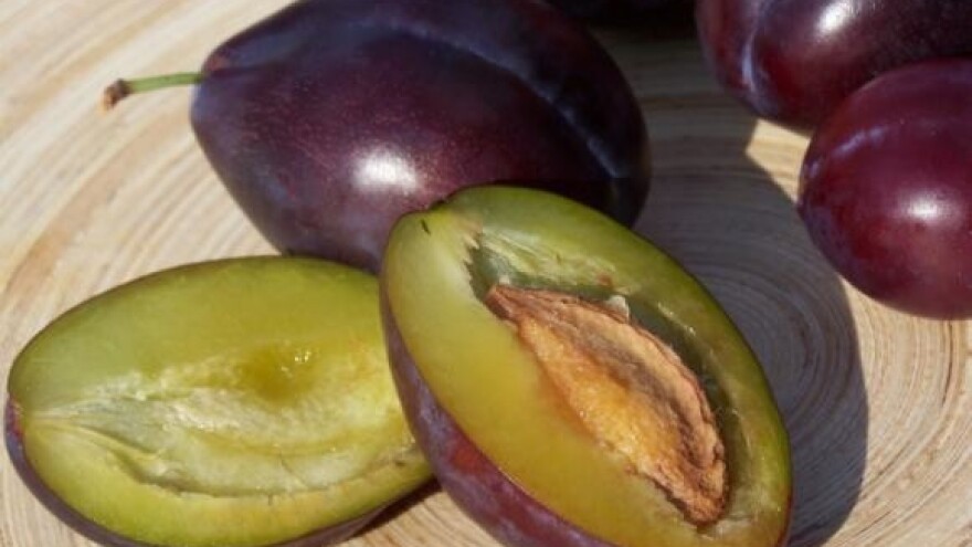 Počinje škola za prerađivače šljiva