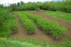 Evropsko žutilo - fitoplazma koštičavog voća