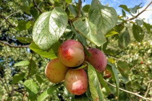 Ove godine bi mogli obrati rekordan rod jabuke, šljive i kruške - obratiti pažnju na bolesti i štetnike!
