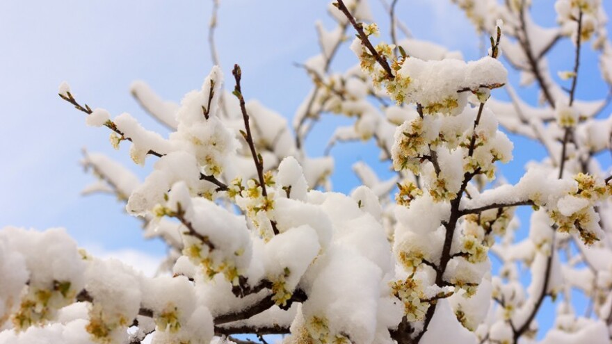 Mraz potpuno uništio kruške, šljive i jabuke