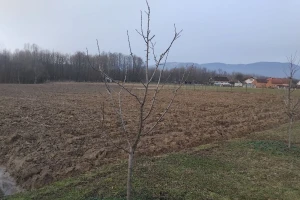 Šljiva Nada u domaćim voćnjacima: Kasnije cvjeta, bolje podnosi proljećne mrazeve