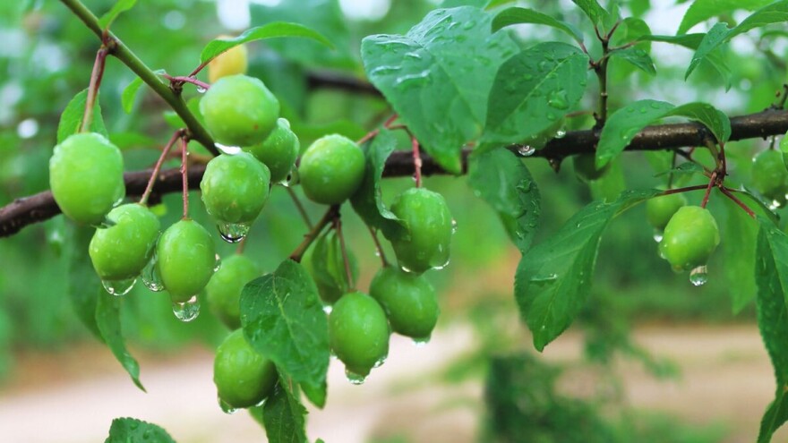 Bolesti voća napadaju: Preporuke voćarima za zaštitu trajnih zasada