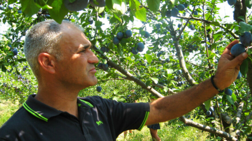 Drastično pao izvoz voća za Rusiju!