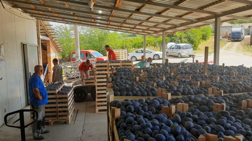 Naše "plavo zlato" putuje u Evropu, ali ne i u Rusiju - zašto?