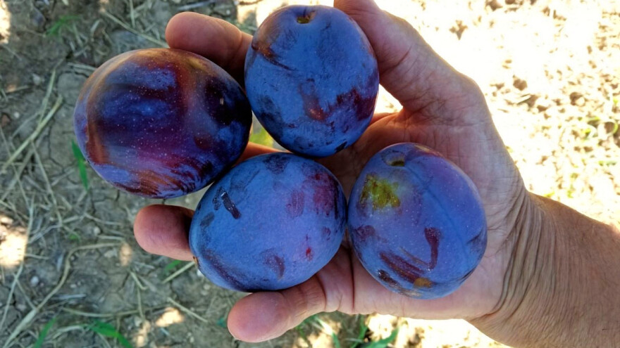 Koje su autohtone sorte šljive za proizvodnju organske rakije?